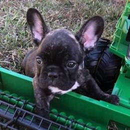 French Bulldogs from Fun Filled Frenchies