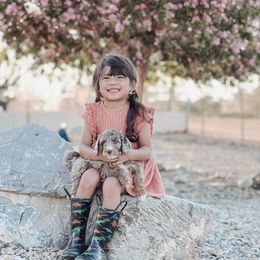 Aussiedoodle and Bernedoodle Puppies from High Desert Doodles