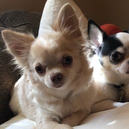 Gabby - Chihuahua