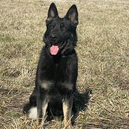 Guicci - German Shepherd