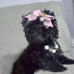 PheNty - Black and gold female Yorkshire Terrier puppy in Prosper, Texas from DaintyDawlz