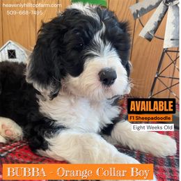 BUBBA - Orange collar boy - Black and white male Sheepadoodle puppy in Charlo, Montana from Heavenly Hilltop Farm