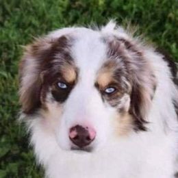 Nitro - Miniature Australian Shepherd