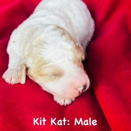Kit Kat - Parti male Goldendoodle puppy in Baldwin, Georgia from Simmons F1b Goldendoodles