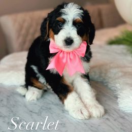 Scarlett - Tri-color female Bernedoodle puppy in West Jordan, Utah from Doodles Friend