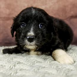 Bo Peep - Black & white female Australian Shepherd puppy in Alvin, Texas from Gulf Coast Aussies