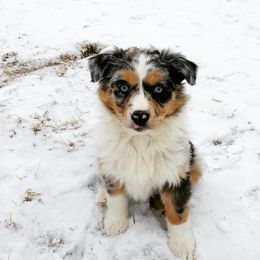 Aussiedoodle, Australian Shepherd, and Bernedoodle Puppies from Dry Canyon Pups