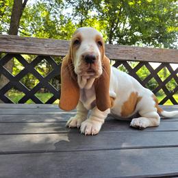 Addie - Red and white female Basset Hound puppy in Denison, Texas from Emma Lou's Baby Bassets