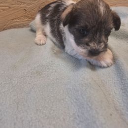 Tango - Parti male Miniature Schnauzer puppy in Warrenville, South Carolina from All Paws Pet Resort