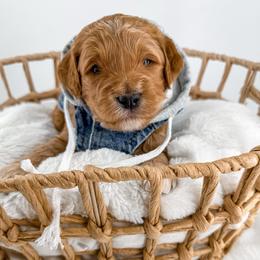 Tuck - Apricot male Goldendoodle puppy in Jamestown, Kentucky from Milk & Honey Doodles