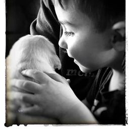 Golden Retriever Puppies from HuesofGold Halos