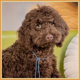 George - Brown male Cockapoo puppy in Connersville, Indiana from Deaz Doodle Ranch