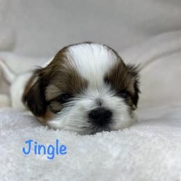 Jingle - Red and white male Shih Tzu puppy in Vernon, New Jersey from Calta’s Cute Shih Tzu
