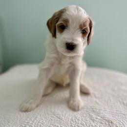 Chestnut - Parti male Goldendoodle puppy in Stanford, Kentucky from Holloway Goldendoodles