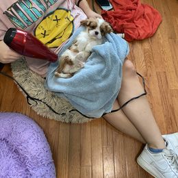 Black Russian Terrier and Cavalier King Charles Spaniel Puppies from Ocean Gem & Guardian Bears