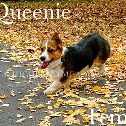 Queenie - Black and tan female Pembroke Welsh Corgi puppy in Bend, Oregon from Highland Meadow Corgis