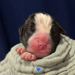 Barrel - Brindle male Boxer puppy in La Vernia, Texas from Chilham Boxers