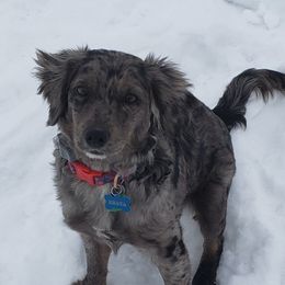 Rhaya - Goldendoodle