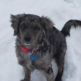 Rhaya - Goldendoodle