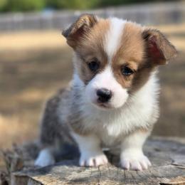 E7 - Red male Pembroke Welsh Corgi puppy in Jacksonville, Texas from ArmnalegRanch LLC