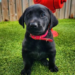 Valerie - Pink Collar - Black female Labrador Retriever puppy in Cocoa, Florida from Harrison's Lakeside Labradors LLC
