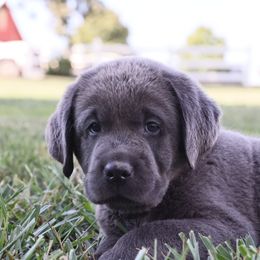 Dilute Retrievers, Golden Retrievers, and Labrador Retrievers from Grimm Girls Farm