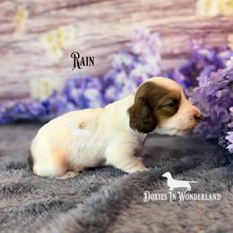 Rain - Cream male Dachshund puppy in Rainier, Oregon from Doxies in Wonderland