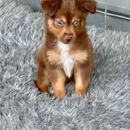 Tri male 3 - Red tri male Toy Australian Shepherd puppy in Lemon Cove, California from Magic Ranch Mini Aussies