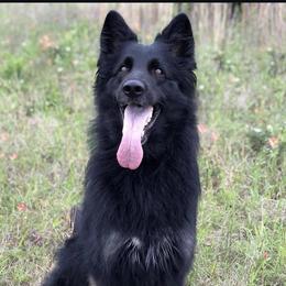 Only - German Shepherd