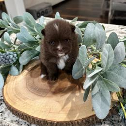 River - Chocolate male Pomeranian puppy in Lyons, Georgia from Its a Poms Life Kennel