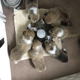 Pembroke Welsh Corgi Puppies from Winterflower Corgis