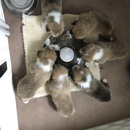 Pembroke Welsh Corgi Puppies from Winterflower Corgis