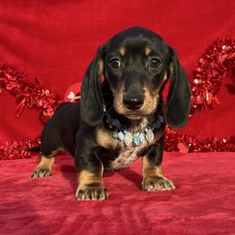 Brekin - Black and cream male Dachshund puppy in Lincoln, Arkansas from Red Dirt Dachshunds