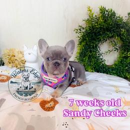 Sandy Cheeks - Tricolors female French Bulldog puppy in Strunk, Kentucky from Waters Edge French Bulldogs LLC