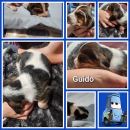 Guido - Black white and tan male Basset Hound puppy in Mill Springs, North Carolina from Mountain View Basset Hounds