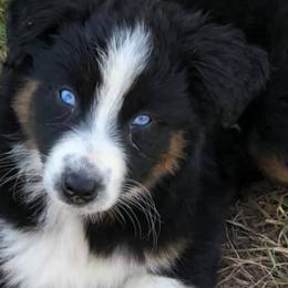 Australian Shepherds from Dimond JL Aussies