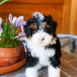 Aussiedoodle and Bernedoodle Puppies from Spring Mountain Doodles