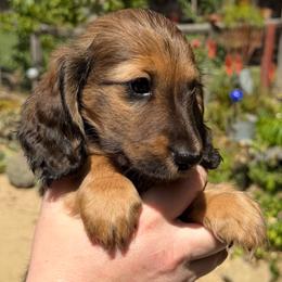 Boy 2 - Red male Dachshund puppy in Santa Rosa, California from Signature Mini Dachshunds