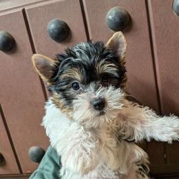 Dalton (Tri-colored parti boy) - Parti male Yorkshire Terrier puppy in Gatesville, Texas from KontryKritterz Yorkies