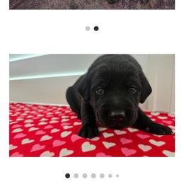 Green Boy - Black male Labrador Retriever puppy in Elk Grove, California from Labrador Trails