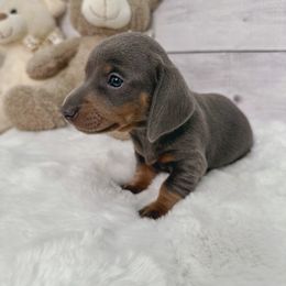 Dachshund Puppies from Harrison Farm