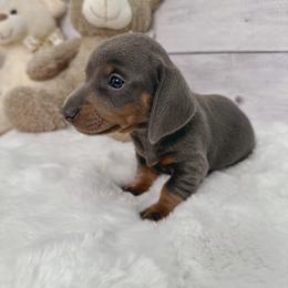 Dachshund Puppies from Harrison Farm