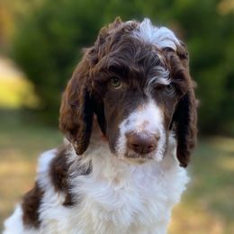 Milo Full AKC - Parti male Poodle puppy in Alpine, Alabama from Alpine Acres Poodles