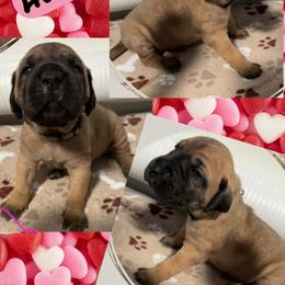 Hummus - Fawn female Great Dane puppy in Wellsville, New York from Prophecy Danes