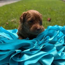 Double Doodle Puppies from Abbott Mini Doodles