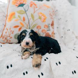 Smore - Tri-color male Bernedoodle puppy in Murray, Utah from Sun Valley Doodles