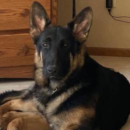 German Shepherds from MyJoy-Foxhaven Shepherds