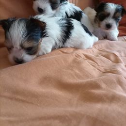 Biewer Terrier and Yorkshire Terrier Puppies from Niczarbiewers