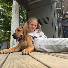 Pecorino - Fawn male Great Dane puppy in Medford, New York from Alchemy Danes