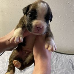 Boxer Puppies from Tracy's Boxers